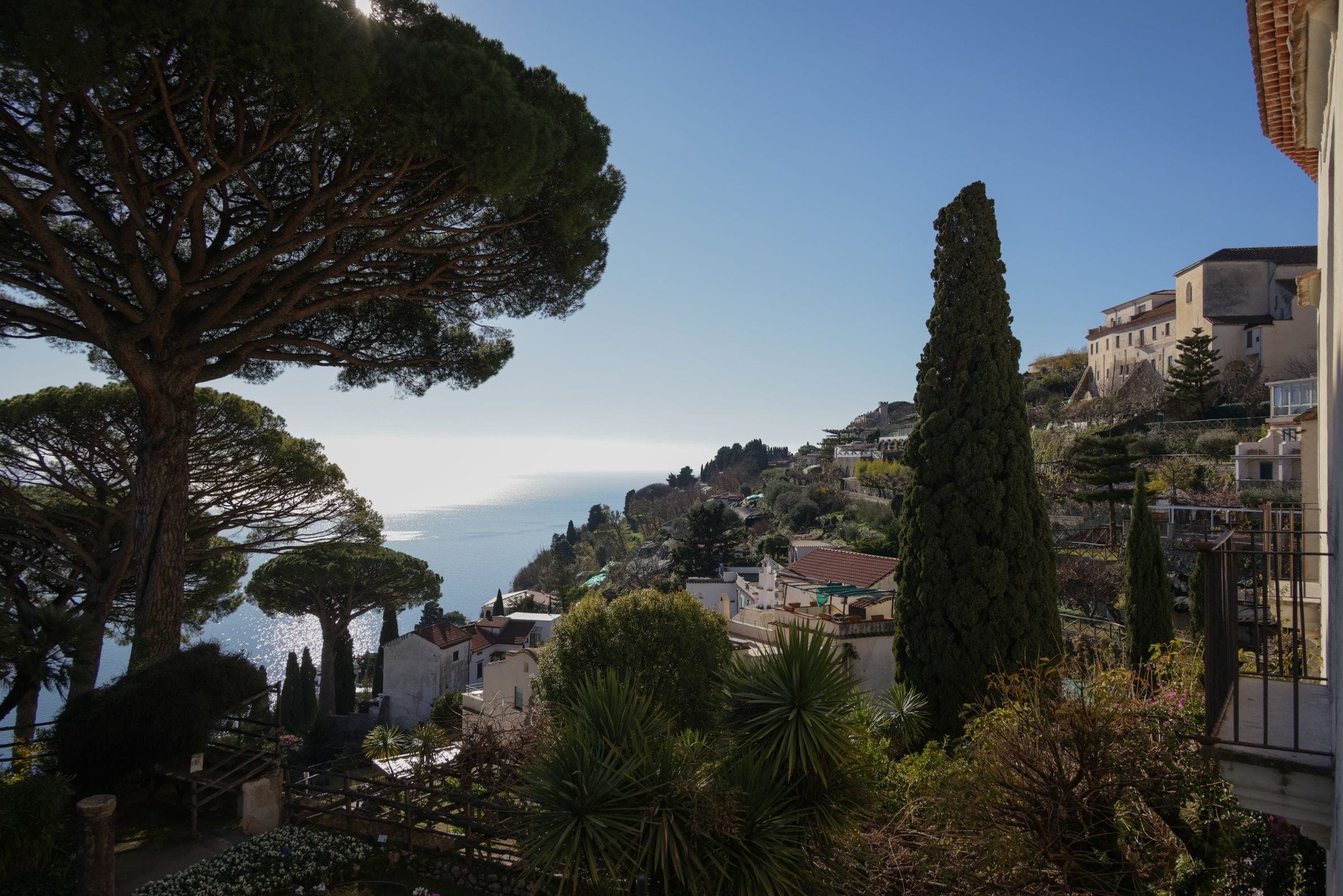 Cypress and pine above a Mediterranean coastline in morning light